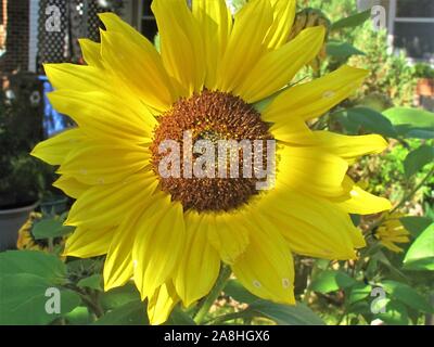 Sonnenblume in einem Garten Stockfoto