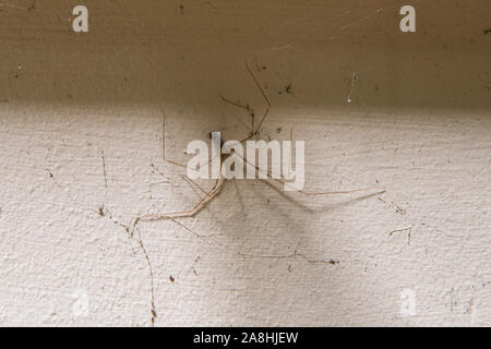 Keller Spider Pholcus phalangioides. Bild in das verlassene Standish Krankenhaus genommen Stockfoto