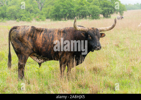 Texas Longhorn Stier an der Wichita Mountains National Wildlife Refuge in der Nähe von Lawton, Oklahoma Stockfoto