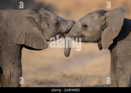 Zwei baby Afrikanische Elefanten (loxodonta Africana) im Moremi NP (khwai Gebiet) Stockfoto