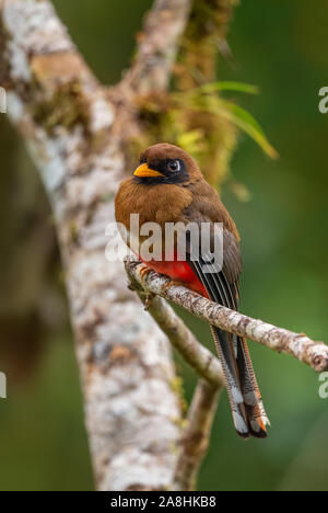 - Collared Trogon Trogon Collaris, wunderschönen bunten Vogel aus den Anden Pisten von Südamerika, Guango Lodge, Ecuador. Stockfoto