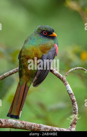 - Collared Trogon Trogon Collaris, wunderschönen bunten Vogel aus den Anden Pisten von Südamerika, Guango Lodge, Ecuador. Stockfoto