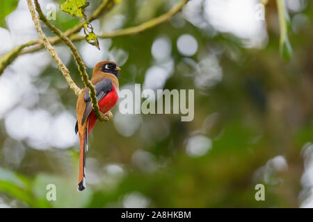 - Collared Trogon Trogon Collaris, wunderschönen bunten Vogel aus den Anden Pisten von Südamerika, Guango Lodge, Ecuador. Stockfoto