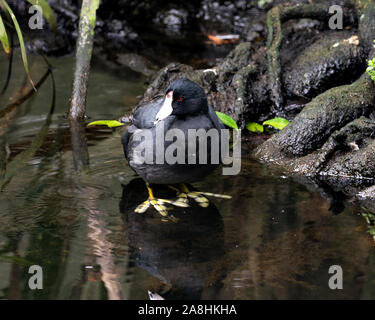 Schwarz Scoter oder Amerikanischen Scoter Vogel in der Nähe im Wasser, den Kopf, Augen, Schnabel, Füße und schwarzes Gefieder und genießen ihre Umwelt und surro Stockfoto