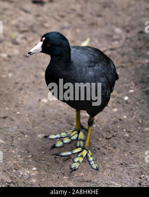 Schwarz Scoter oder Amerikanischen Scoter Vogel ganz nah am Boden, dass sein Körper, Kopf, Augen, Schnabel, Füße und schwarzes Gefieder und seiner Umgebung. Stockfoto