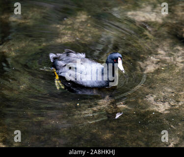 Schwarz Scoter oder Amerikanischen Scoter Vogel in der Nähe im Wasser, den Kopf, Augen, Schnabel, Füße und schwarzes Gefieder und genießen ihre Umwelt und surro Stockfoto