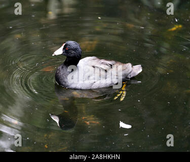 Schwarz Scoter oder Amerikanischen Scoter Vogel in der Nähe im Wasser, den Kopf, Augen, Schnabel, Füße und schwarzes Gefieder und genießen ihre Umwelt und surro Stockfoto