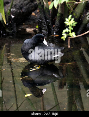 Schwarz Scoter oder Amerikanischen Scoter Vogel in der Nähe im Wasser, den Kopf, Augen, Schnabel, Füße und schwarzes Gefieder und genießen ihre Umwelt und surro Stockfoto
