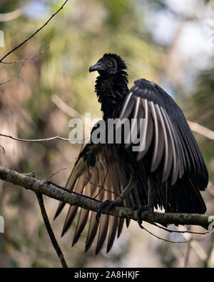 Schwarze Geier Vogel auf einem Zweig mit seinen Flügeln, die an ein schönes Bokeh Hintergrund genießen ihre Umwelt und Umgebung durch seine b Stockfoto