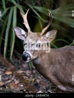 Hirsch (Florida Key Deer) Männliche close-up Head view Aussetzen seiner anthlers, Kopf, Ohren, Augen, Nase, in seiner Umwelt und Umgebung, mit einem Bokeh backgro Stockfoto