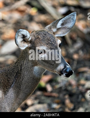 Hirsch (Florida Key Deer) Close-up Head View ausgesetzt sein Kopf, Ohren, Augen, Nase, in seiner Umwelt und Umgebung, mit einem Bokeh Hintergrund. Stockfoto