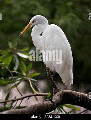 Silberreiher thront seinen Körper, Kopf, Schnabel aussetzen, Auge, weißem Gefieder mit einem schönen Laub Hintergrund in seiner Umwelt und Umgebung. Stockfoto