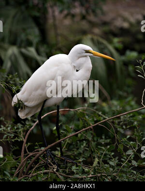 Silberreiher thront seinen Körper, Kopf, Schnabel aussetzen, Auge, weißem Gefieder mit einem schönen Laub Hintergrund in seiner Umwelt und Umgebung. Stockfoto