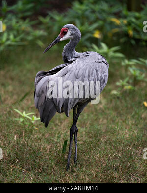 Sandhill Crane Vogel hoch mit einem schönen Laub Hintergrund genießen die Umgebung und Umwelt während seines Körpers, Flügel, Kopf, lange n Stockfoto