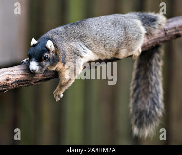 Sherman's Fox Squirrel ruht auf einem Zweig und genießen die Umgebung und Umwelt mit ein schönes Bokeh Hintergrund, während sein Körper, Kopf, Auge Stockfoto