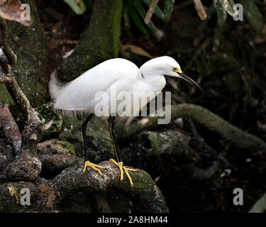 Snowy Egret Vogel auf Zweig in der Nähe ihrer Körper, Kopf, Schnabel aussetzen, Auge in seiner Umgebung thront und Umgebung mit einem schönen Hintergrund Laub. Stockfoto