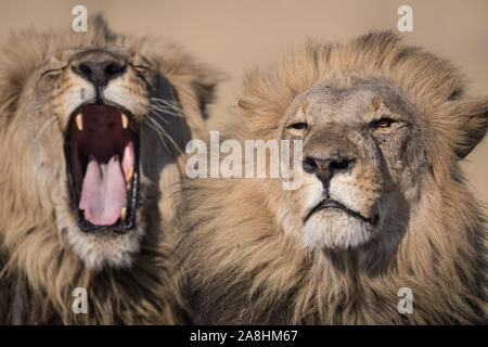 Porträt der männliche Löwe (Panthera leo) in perfekte Morgensonne in Savuti und Chobe National Park, Botswana Stockfoto