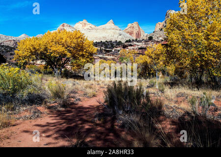 Herbst im Capitol Reef National Park in der Nähe von Torrey, Utah Stockfoto