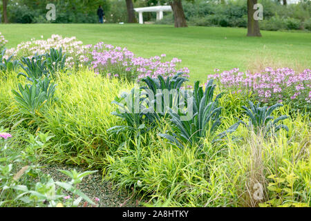 1908 komponiertes Palmkohl (Brassica oleracea "Nero di Toscana") Stockfoto