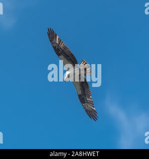 Westlicher Fischadler fliegt in blauem Himmel und versucht einen Fisch zu fangen Stockfoto