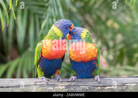 Kokosnusslorikeet, bunter Vogel auf einem Ast Stockfoto