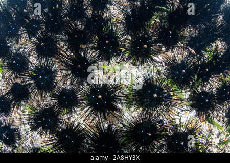 Schwarz stachelige Seeigel, Diadema sp., ernähren sich von Algen in einem Seegras Wiese in Indonesien. Diese einschüchternde Seeigel sind oft in gestörten Bereichen gefunden. Stockfoto