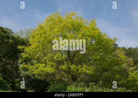 Frühling Laub der Scarlet Eiche (Quercus coccinea) in einem bewaldeten Garten im ländlichen Devon, England, Großbritannien Stockfoto