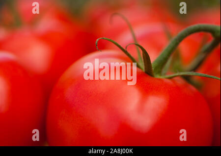 Tomaten close-up auf Tabelle noch auf der Rebe. Stockfoto