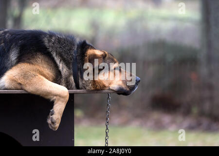 Trauriger Hund an der Kette liegen auf Hunde hütte. Dies ist Crouch der Tibetische Mastiff und Deutscher Schäferhund. Stockfoto