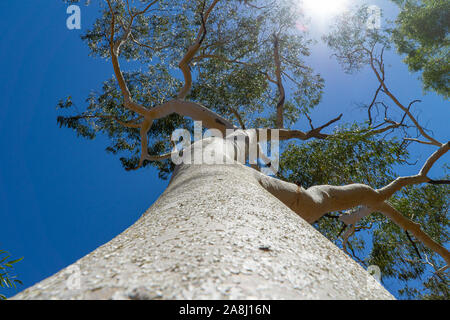 Im australischen Outback gibt es einen großen White Gum Tree mit Zweige ragen in den blauen Himmel Stockfoto