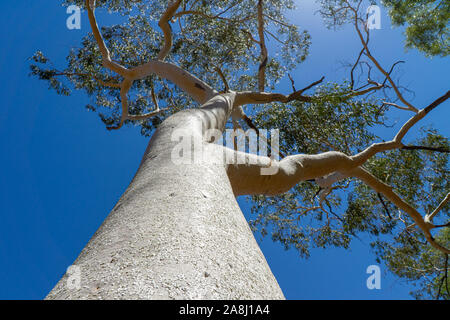 Im australischen Outback gibt es einen großen White Gum Tree mit Zweige ragen in den blauen Himmel Stockfoto