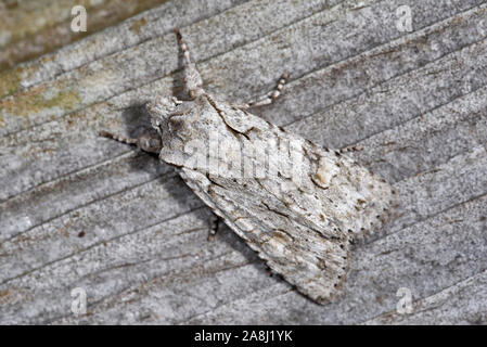 Grau Schulter-Knoten die Motten Lithophane ornitopus lactipennis Stockfoto