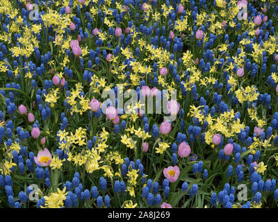 Tulpen, muscari und Narzissen mix Stockfoto