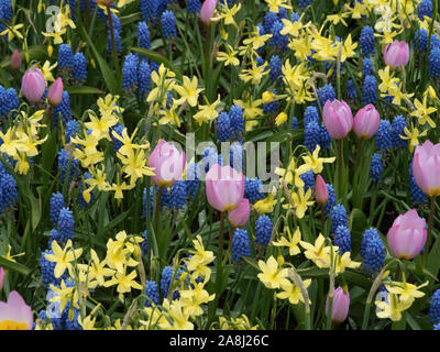 Tulpen, muscari und Narzissen mix Stockfoto