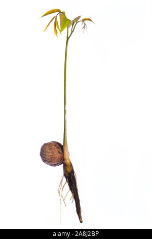 Junge Walnussbaum Nachkommen mit Wurzeln wächst aus einer Walnuss auf weißem Hintergrund Stockfoto