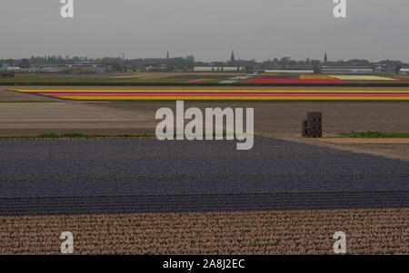 Glühlampe Felder im Frühling in der Nähe von Garten, Keukenhof Lisse, Niederlande Stockfoto