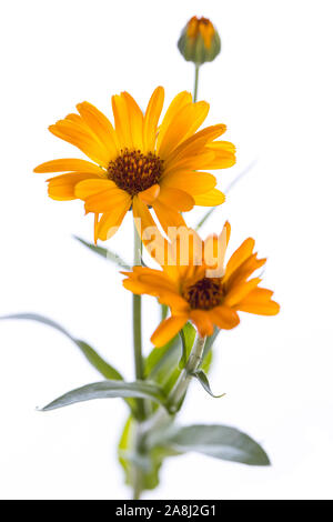 Heilpflanze aus meinem Garten: Calendula officinalis (Ringelblume) Offene und geschlossene Blumen auf weißem Hintergrund Stockfoto