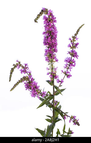 Heilpflanze aus meinem Garten: Lythrum salicaria (blutweiderich) Blumen auf weißem Hintergrund Stockfoto