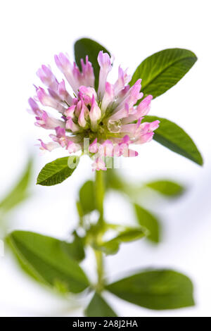 Heilpflanze aus meinem Garten: Trifolium pratense (Rotklee) geöffneten Blüten und Blätter auf weißem Hintergrund Stockfoto