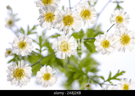 Heilpflanze aus meinem Garten: mutterkraut (Tanacetum parthenium) Blumen und Blätter auf weißem Hintergrund Draufsicht isoliert Stockfoto