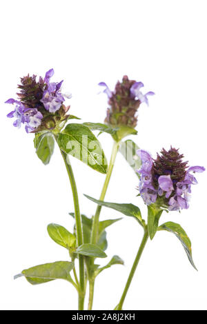 Heilpflanze aus meinem Garten: prunella vulgaris (Gemeinsame selbst heilen) Blumen und Blätter auf weißem Hintergrund Stockfoto