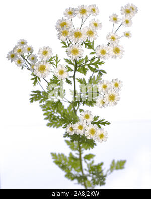 Heilpflanze aus meinem Garten: mutterkraut (Tanacetum parthenium) Blumen und Blätter auf weißem Hintergrund Seitenansicht isoliert Stockfoto