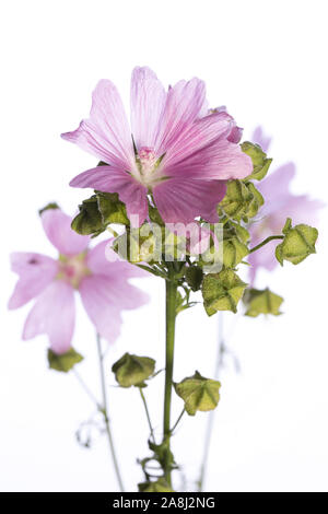 Heilpflanze aus meinem Garten: Malva Sylvestris (common Mallow) Blumen und Samen/Früchte auf weißem Hintergrund Stockfoto