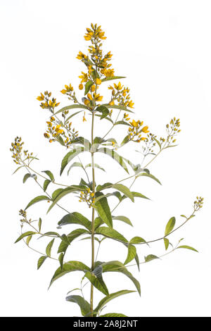 Pflanzen aus meinem Garten: Lysimachia vulgaris (gelb felberich) gelbe Blumen und grüne Blätter auf weißem Hintergrund Seitenansicht isoliert Stockfoto