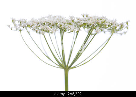 Heilpflanze aus meinem Garten: Aegopodium podagraria (Ältester) Detail Seite Blick auf einzelne Blumen auf weißem Hintergrund Stockfoto