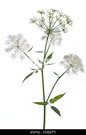 Heilpflanze aus meinem Garten: Aegopodium podagraria (Ältester) Seitenansicht von Stammzellen, Blumen und Blätter auf weißem Hintergrund Stockfoto