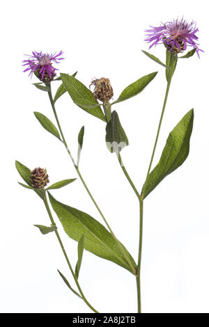 Pflanzen aus meinem Garten: flockenblume Centaurea jacea (braun) lila Blumen und grüne Blätter auf einem Zweig auf weißem Hintergrund Stockfoto