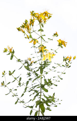 Heilpflanze aus meinem Garten: Johanniskraut (Hypericum perforatum perforieren St John's - würze) gelbe Blumen und grüne Blätter auf weißem Hintergrund Seite vie isoliert Stockfoto