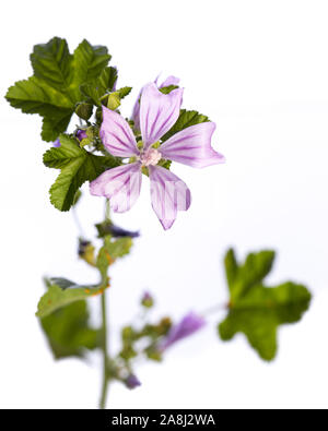 Heilpflanze aus meinem Garten: Malva Sylvestris (common Mallow) Stengel, Blumen und Blätter auf weißem Hintergrund Stockfoto