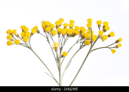 Heilpflanze aus meinem Garten: Helichrysum italicum (Curry) Detail der gelben Blumen auf weißem Hintergrund Seitenansicht isoliert Stockfoto